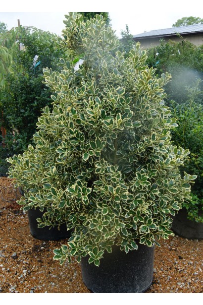 Падуб Аргентея Маргінатау дорослому віці